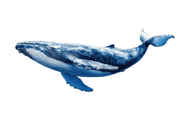 Mavi Balina (Balaenoptera musculus)