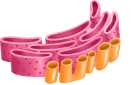 Endoplazmik Retikulum