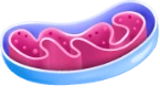 Mitokondri